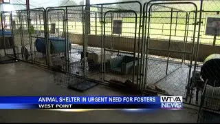 West Point Clay County Animal Shelter urgently needs foster homes