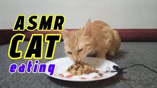 Asmr Cat Eating #182 | Cat Eating Sounds Asmr 