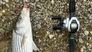 CA Aqueduct striped bass fishing 