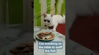 Cat sneaking on the table to sniff the fish