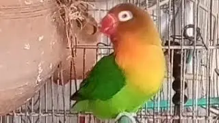 cute lovebirds | cute birds | beautiful birds | beautiful lovebirds | colourful birds | parrots 