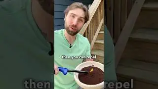 🪳Natural Pest and Bug Control (Part 2)
