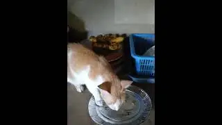 Margareth eating dog food. 😅😅😅