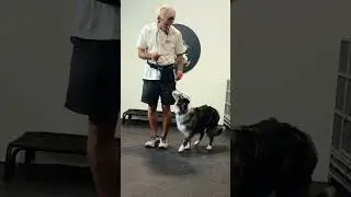 Zoe bi-weekly🐾🐶 In-Home Board & Train