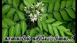 Rifa's mini food world