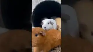 Ginipig come out of hell(they kill us all) #adorablepig #animals #guineapignoises #pet  #guineapig