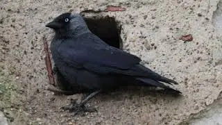Grajilla occidental. Coloeus monedula. Western jackdaw. Zaragoza. 4K