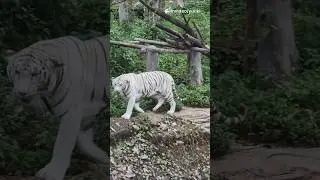 Ligers: The Ultimate Big Cat Hybrid! #facts #animalshorts #animals #cuteanimals #wildlife
