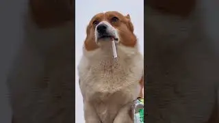 A Dog's Guide to Quit Smoking: Helping Your Canine Friend Overcome Boredom and Addiction