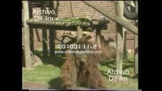 DiFilm - Marriage orangutans in zoo (1996)