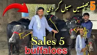 5 Buffaloes Sold Today from Our Farm!
