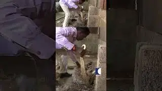Cobra Rescue | Vava Suresh in Snake Master