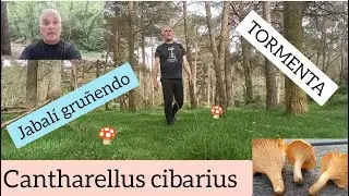 Rossinyols, Cantarelas, Rebozuelos (Identificación y confusiones)