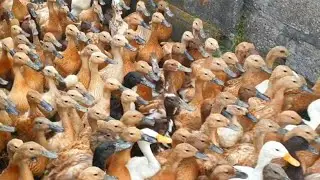 Ribuan Bebek Demo ke Sawah ( Potong Bebek Angsa lagu anak indonesia )
