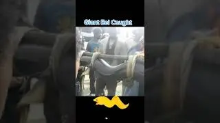 Поимка гигантского угря в истории