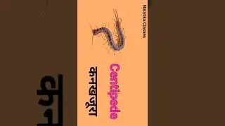 Crawling Animals l Animals l Insects l Reptiles #short #preschoollearning #NaimikaClasses