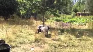 Stridande gutebaggar