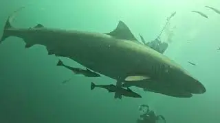 Salty Divers Jupiter FL scuba diving 9.21.24