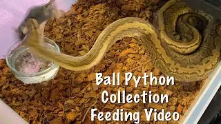 Ball Python Collection F/T Feeding Video