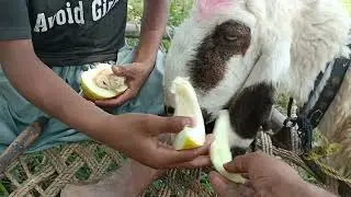 Funny Animals -The Most Amazing Crazy Goat Attacks Ever Caught On Camera || Episode 01