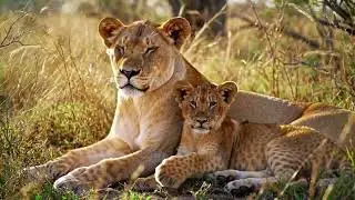 Unseen Wildlife: Hyper-Realistic Safari Journey | AI-Generated Nature by Veo 2.0