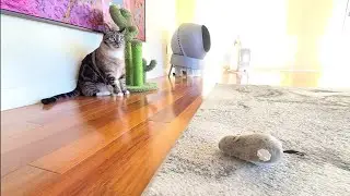 TEMU unboxing rat cat toy (defective) & pom pom caterpillar cat toy