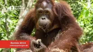 Ruthie p&aring; &Oslash;-universitetet, Red Orangutangen 2016