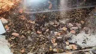 carebara feeding