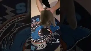 cat vs shark