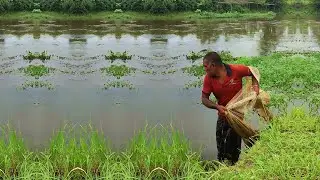 Traditional Net Fishing by Skilled Fisherman - Best Cast Net Fishing - Village Fishing Video