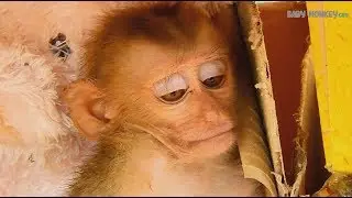 Poor baby monkey Axel very sad face cuz can't see little boy often grooming him full day
