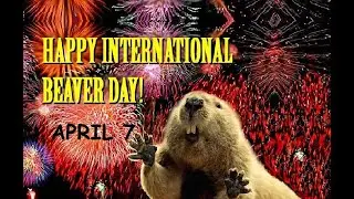 International Beaver Day