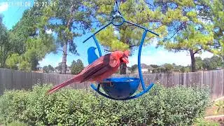 Wild Birds Unlimited Metal Hanging Treat Feeder Setup