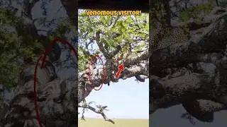 Leopard Vs King Cobra: Deadly Showdown in the Wild!