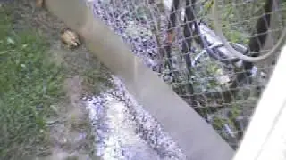Golden Greek Tortoise in his outdoor pen