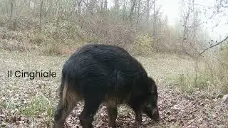 Sguardi In Natura: Le Voci degli Animali/2