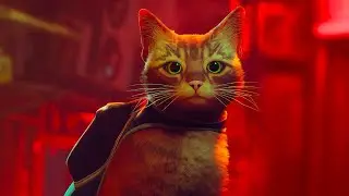 Livestream - Stray