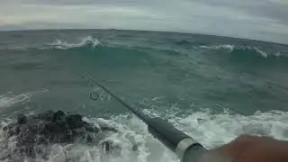 Popping session giant trevalley hunting
