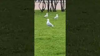 Чайка или Баклан? 🦤#birds #nature #shorts #like #funny