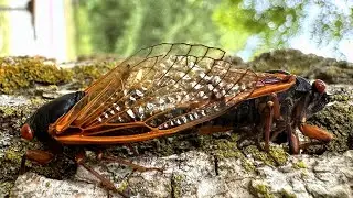 Brood XIII Cassin's 17-Year Cicada mating (Green Ash) [HD]