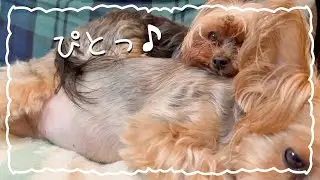 カメさんみたいに先輩犬にくっつく姿が可愛過ぎる小さなヨーキー【ヨークシャテリア】【Yorkshire terrier】