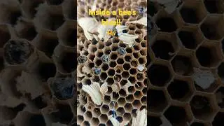 bees! #shortsfeed #shorts #short #youtube #youtuber #subscribe #sub #beehive #nature #omg #wildlife