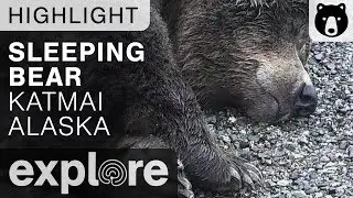 Sleeping Brown Bear - Katmai National Park - Live Cam Highlight