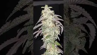 Barneys Farm Genetics 🔥#shorts