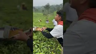 Tea plantation#travel#wayanad#explore#support