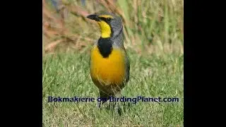 Bokmakierie (Bush Shrike) eating a large insect on Birding Planet
