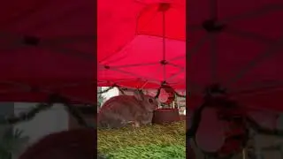 I want adopt 3 cute bunny 🐰🐰🐰 can you guess which bunny i bought?