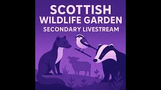 Day Stream January 14th 2026 | Bird Feeders, Wildlife Cameras Scotland UK from SWG
