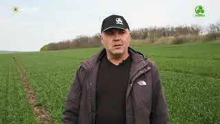Voinic, Storița și Pokrovska - soiurile de gr&acirc;u cu cele mai &icirc;nalte recolte &icirc;n cadrul Agrostoc-Prim