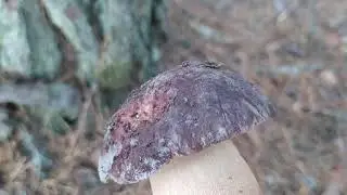 FINALIZA LA TEMPORADA DE BOLETUS. OTO&Ntilde;O🍁🍂 2021. GRACIAS!!